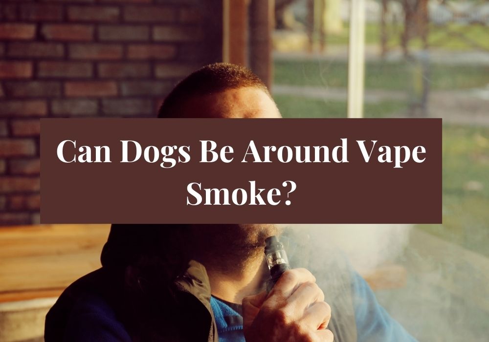 Can Dogs Be Around Vape Smoke?