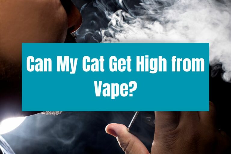 Can My Cat Get High from Vape?